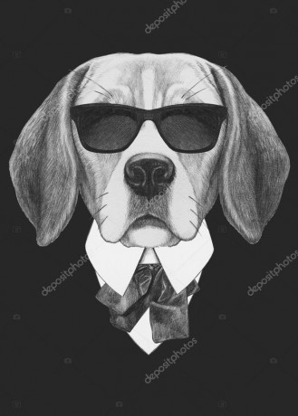 depositphotos_85112252-stock-photo-portrait-of-beagle-dog-in