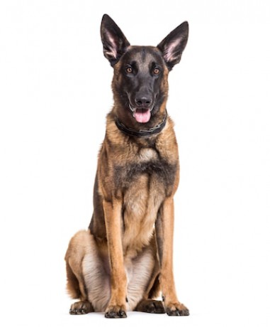 malinois-dog-22-months-old-sitting-against-white-background_191971-24925