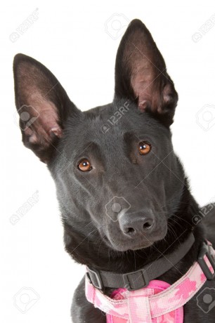7108125-head-of-a-black-belgian-shepherd-malinois-dog