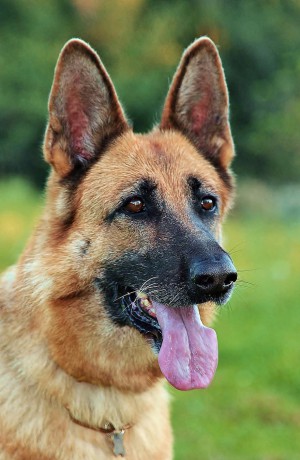 german-shepherd-head-dog-language-portrait-available-tabs