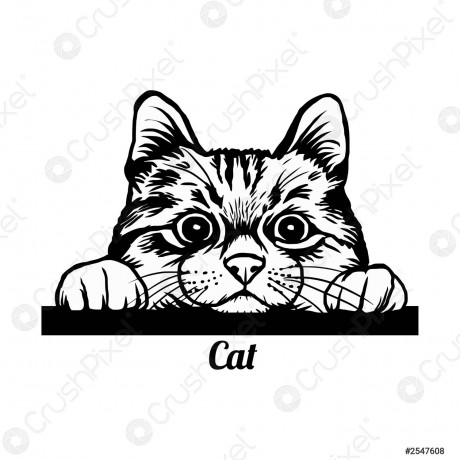 peeking-cat-cheerful-kitty-peeking-2547608