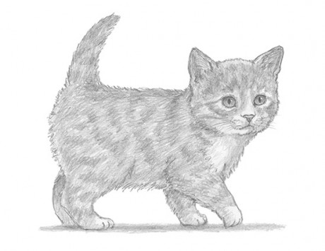 Kitten-Drawing-Picture