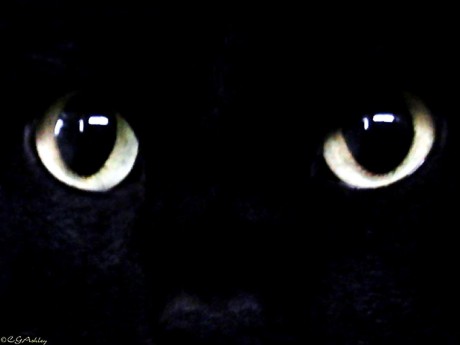 koty-czarny-kot-czarne-oczy-tapeta