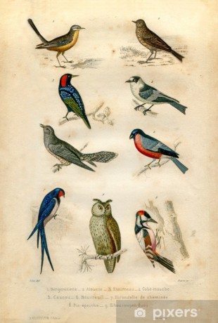 fototapety-prirozena-historie-ptaci.jpg