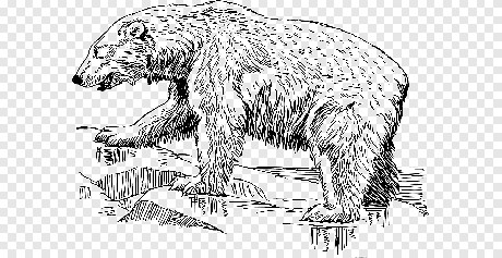 png-clipart-ours-polaire-ours-noir-americain-dessin-arts-visuels-peinture-grizzly-noir-et-blanc-dessin-au-trait