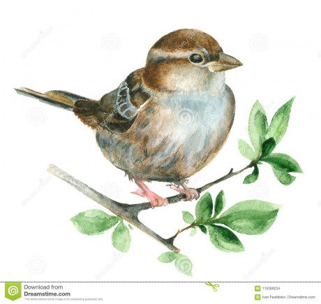 watercolor-sparrow-bird-green-branch-isolated-white-background-115269234