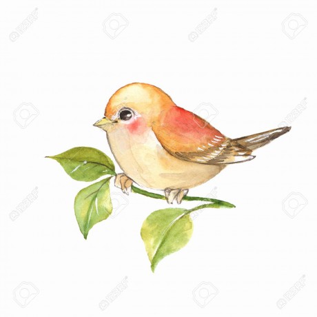 78035234-bird-on-branch-watercolor-painting
