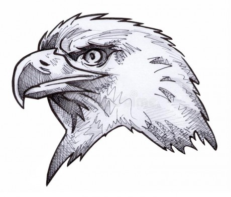 bald-eagle-sketch-14651144