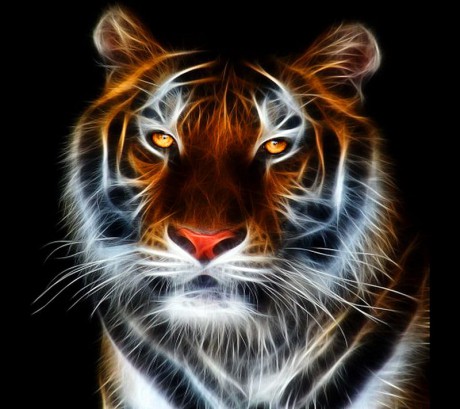 HD-wallpaper-tiger