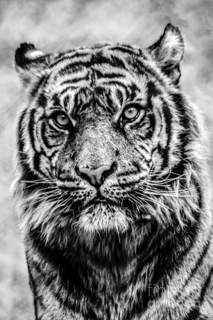 tiger-face-in-black-and-white-terri-morris