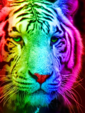 72-726948_rainbow-tiger