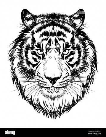 realistic-drawn-face-of-a-tiger-vector-illustration-muzzle-portrait-of-a-tiger-black-and-white-graphic-print-poster-2H97AT1