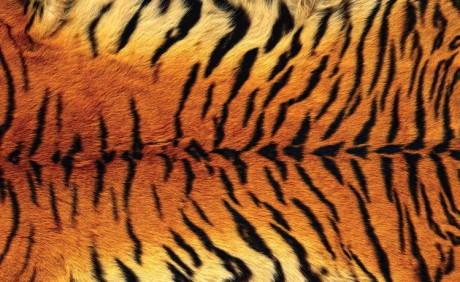 tiger-skin-i45442
