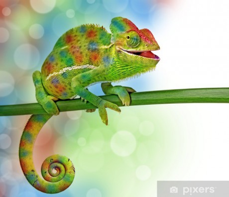 fototapety-chameleon-a-barvy.jpg