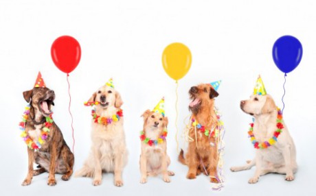 dogs-celebrating-e1346028123506-1