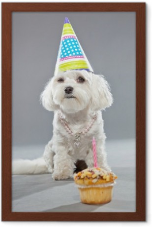 images-encadrees-chien-maltais-drole-d-39-anniversaire-avec-gateau-et-chapeau-studio-photo.jpg