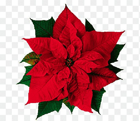 png-clipart-poinsettia-flowers-s-red-poinsettia-illustration-thumbnail