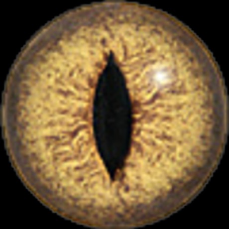 yellow-snake-eye-psd-438664