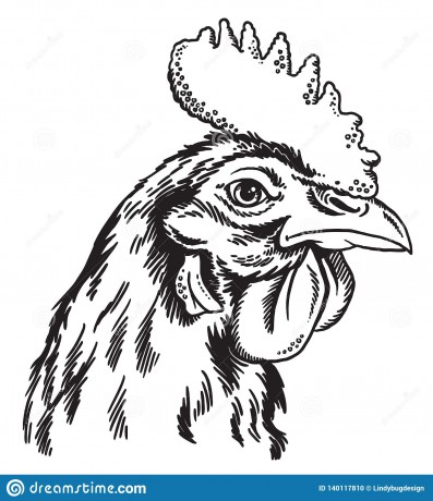 black-white-sketch-chicken-s-face-vector-portrait-black-white-sketch-chicken-s-face-140117810