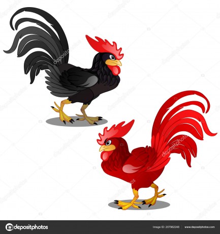 depositphotos_207962248-stock-illustration-two-animated-cartoon-rooster-black