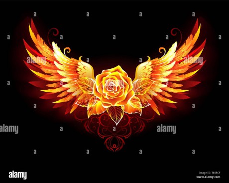 blossoming-fire-rose-with-phoenix-wings-on-black-background-T65RCF