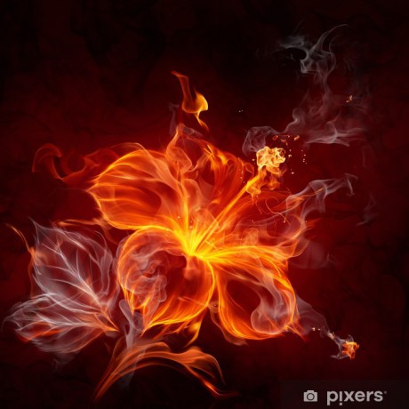 fototapety-fire-flower.jpg