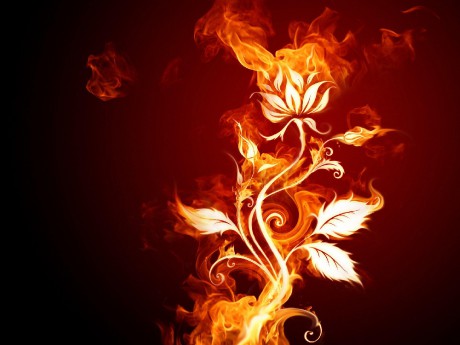 694054-fire-flower-wallpaper
