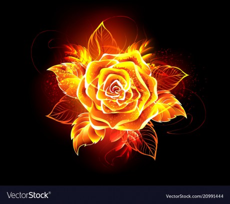 blooming-fire-rose-vector-20991444