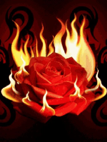 fire-rose-sensual