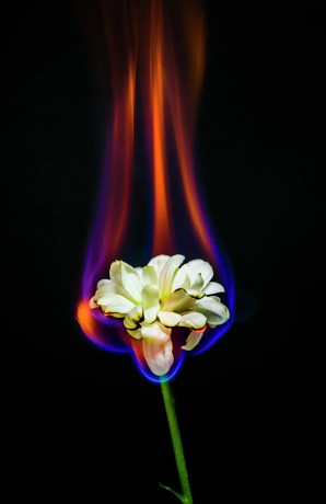 flower-on-fire-antreas-ioannou