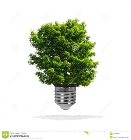 arbre-s-élevant-hors-de-l-ampoule-sur-un-fond-blanc-concept-vert-d-eco-d-énergie-29786932
