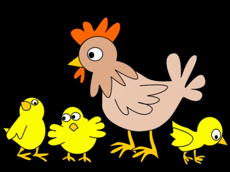 hen-with-three-chicken