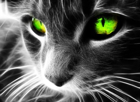 neon cat 3 PIC