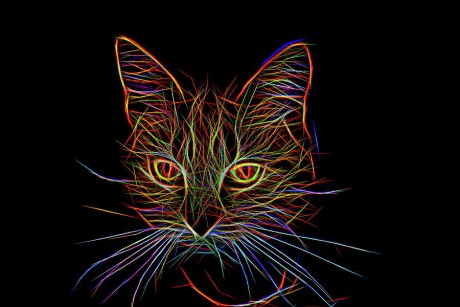 neon-cat-one-mo-barton