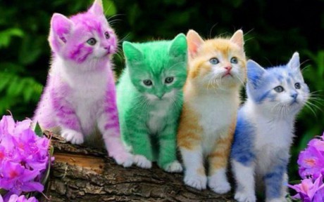 cute-colorful-kittens-on-tree-trunk-cats-1680x1050