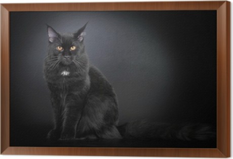 framed-canvas-prints-black-maine-coon-cat