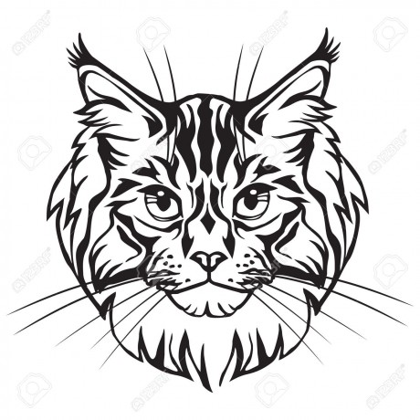 103735886-decorative-portrait-in-profile-of-maine-coon-cat-vector-isolated-illustration-in-black-color-on-whit