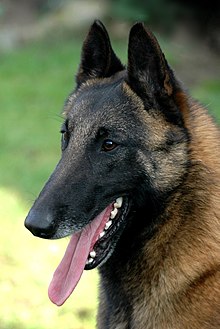 220px-Belgian_Malinois_01