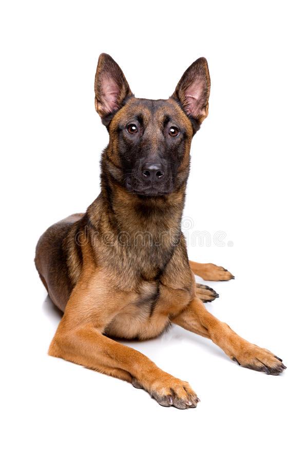 mechelse-herder-belgian-shepherd-front-white-background-84412360