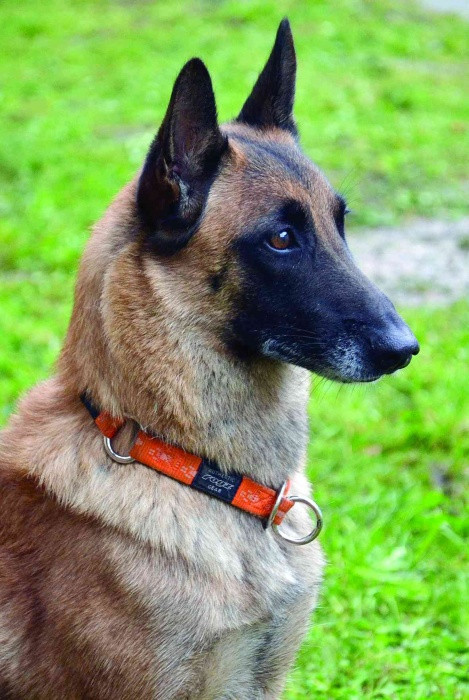 7891-belgicky-ovcak-malinois