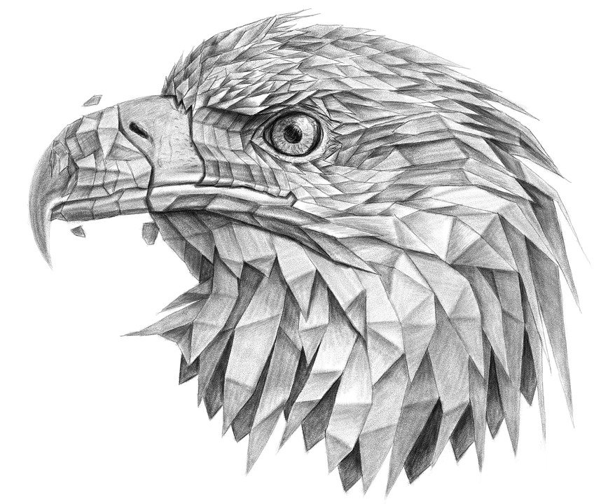 eagle-3997368_960_720