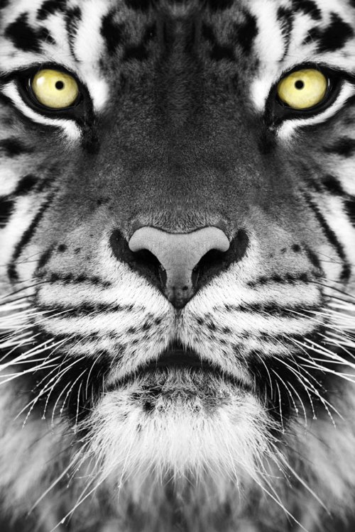 black-and-white-photography-tiger-wild-Favim.com-487765