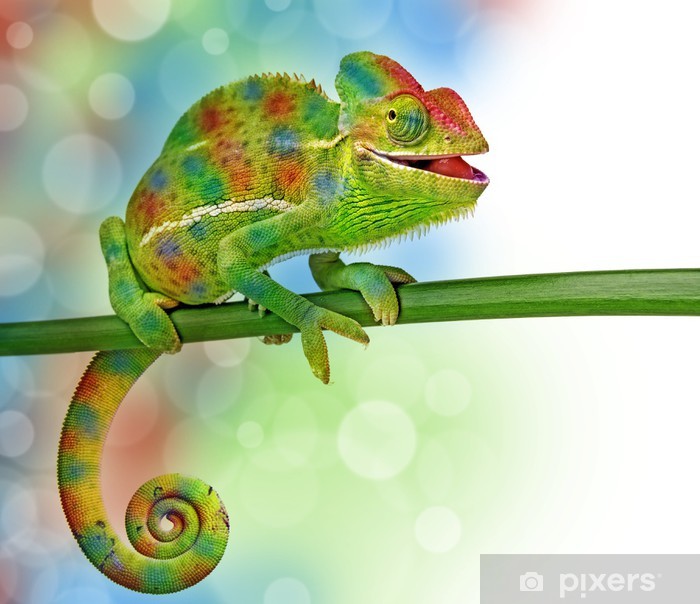 fototapety-chameleon-a-barvy.jpg