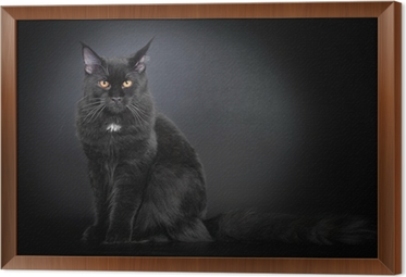 framed-canvas-prints-black-maine-coon-cat