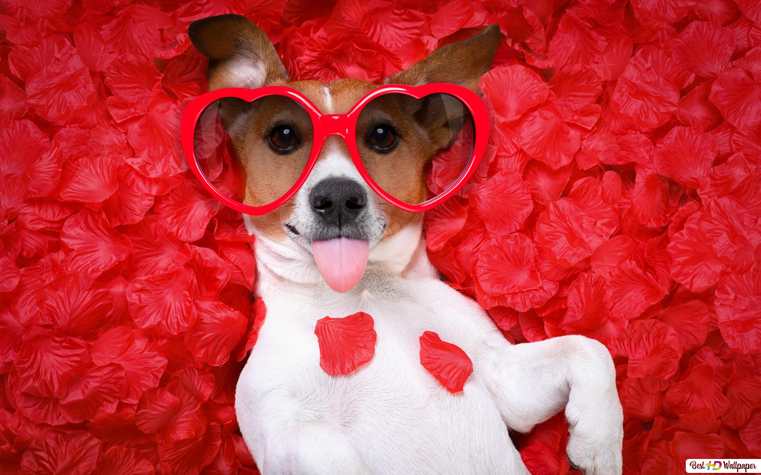 valentyn-cute-dog-srdecnich-bryle-tapeta-na-zed-2560x1600-14420_7
